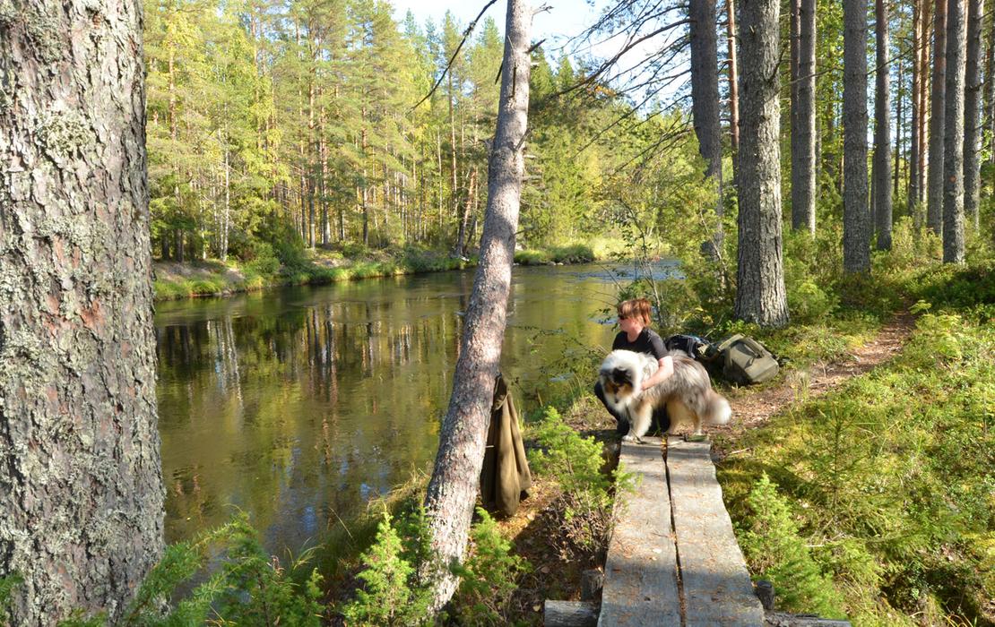 Beautiful hiking trails circle the banks of the Koitajoki River and lead from one wilderness hut or lean-to to another.