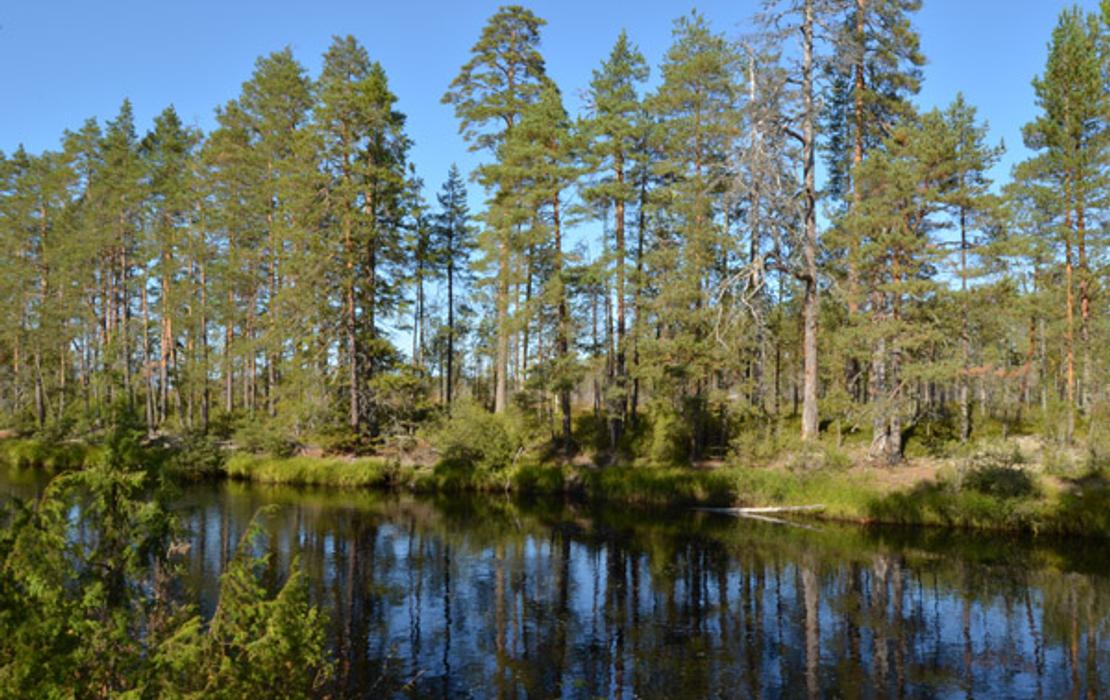The headwaters of the Koitajoki River are located in Hattuvaara, very close to the eastern border.